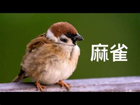 有鳥飛來家裡|【家裡飛進鳥】家裡飛進鳥，象徵吉凶？「最常聽見」的5大迷信。